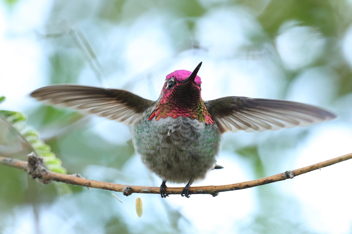 Anna's Hummingbird - ML645629756