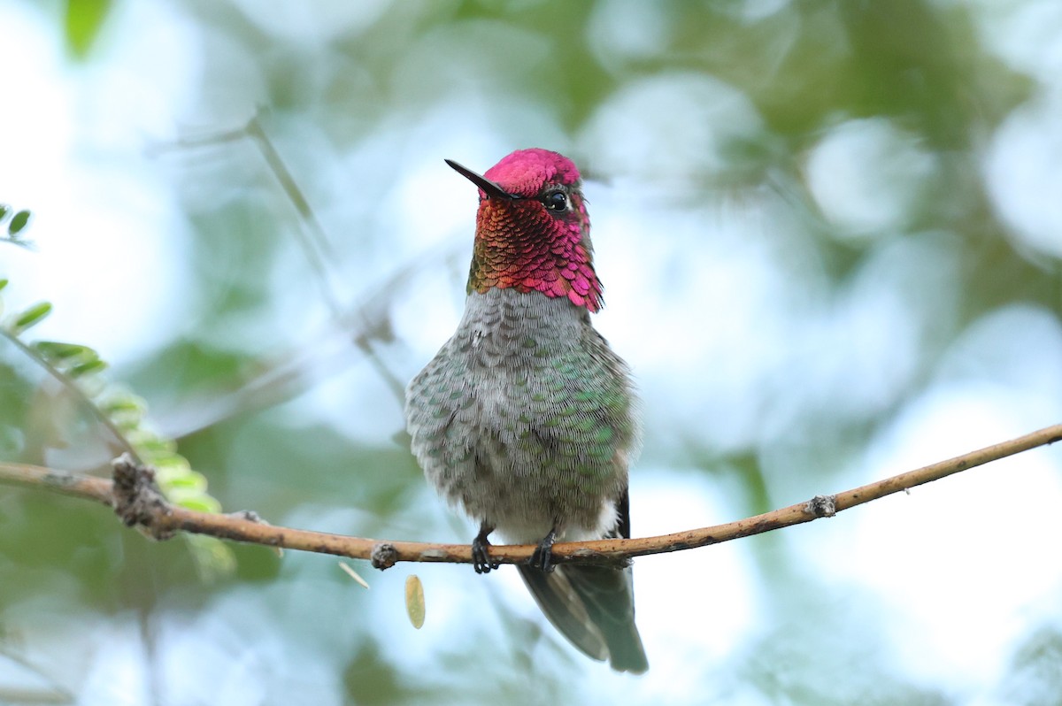 Anna's Hummingbird - ML645629757