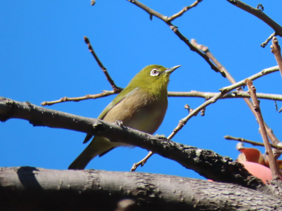 日菲繡眼 - ML645629758