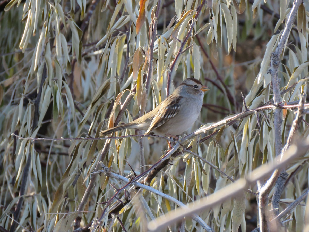 White-crowned Sparrow - ML645629765