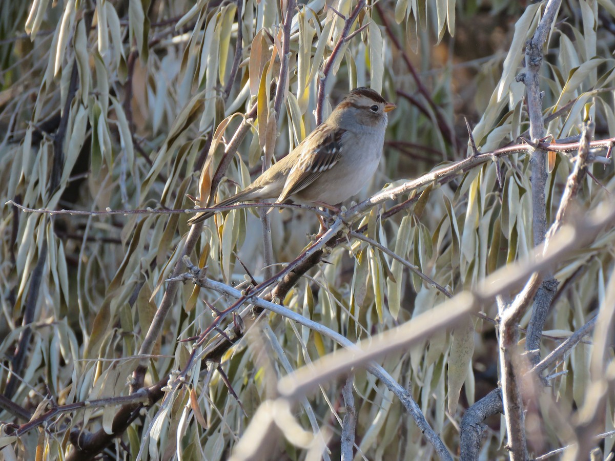 White-crowned Sparrow - ML645629768