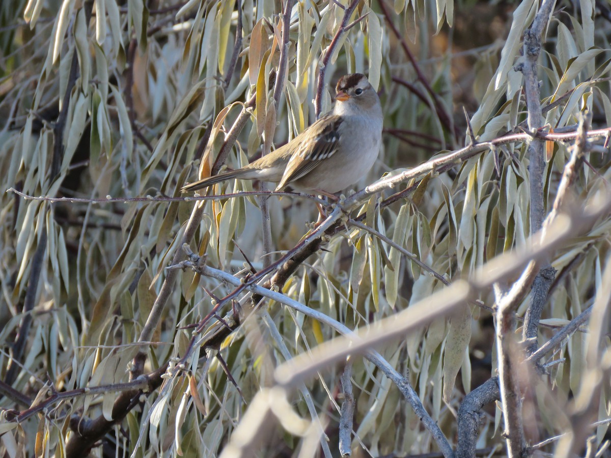 White-crowned Sparrow - ML645629770
