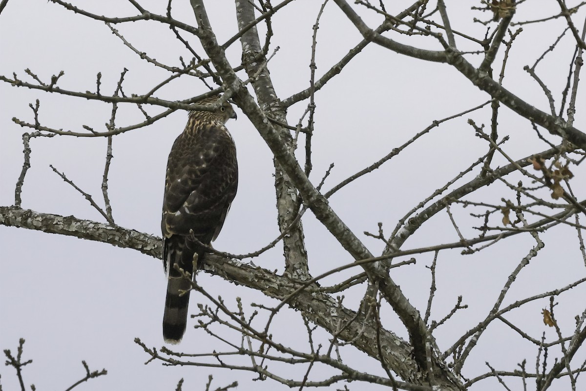 Cooper's Hawk - ML645629772