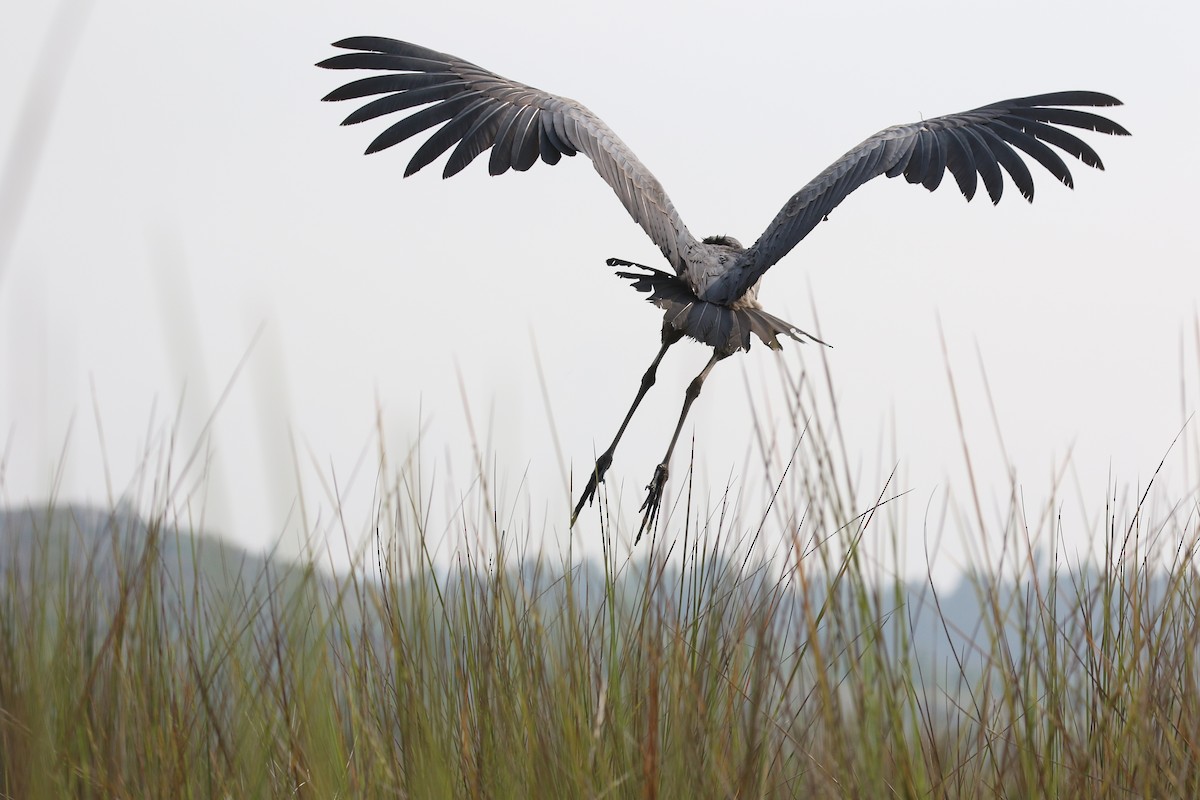 Shoebill - ML645629775