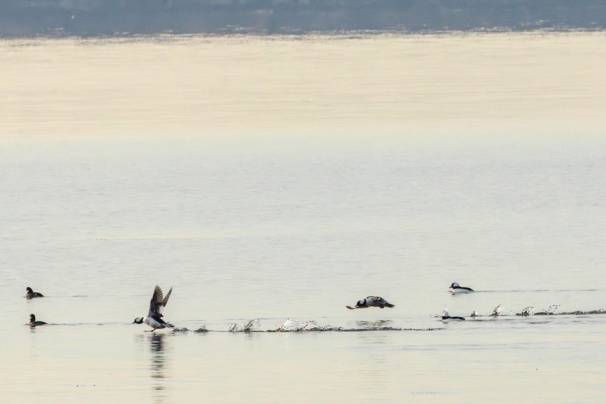 Гоголь-головастик - ML645629776