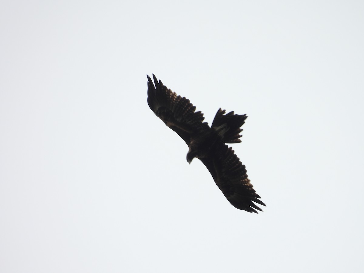 Wedge-tailed Eagle - ML645629778