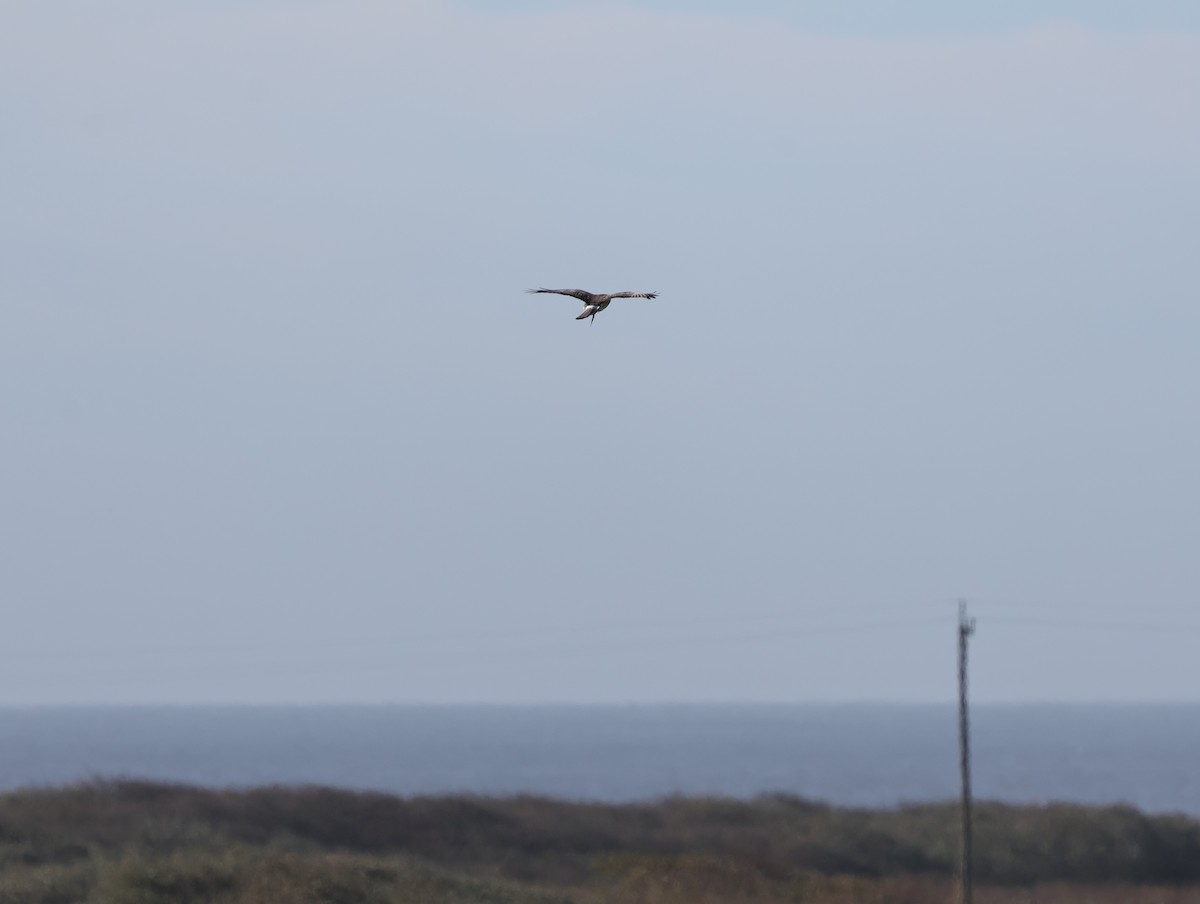 mørkmyrhauk - ML645629780