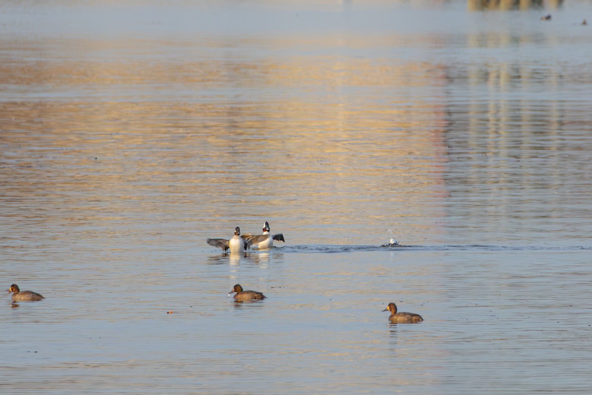 Гоголь-головастик - ML645629782