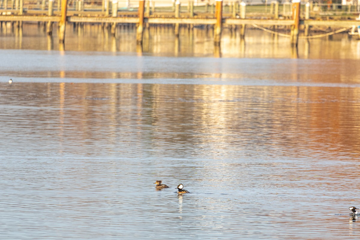 Hooded Merganser - ML645629784