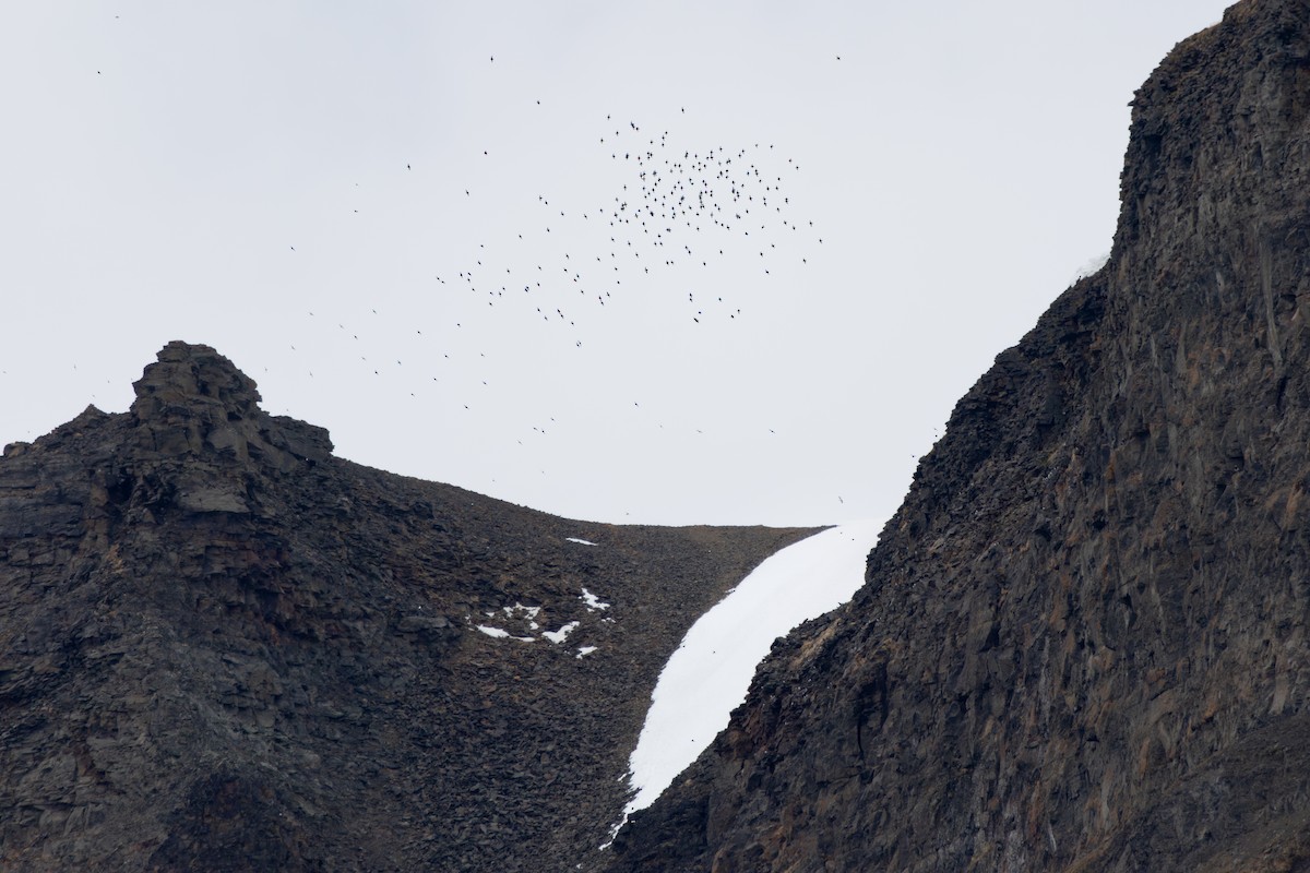 alkekonge - ML645629785