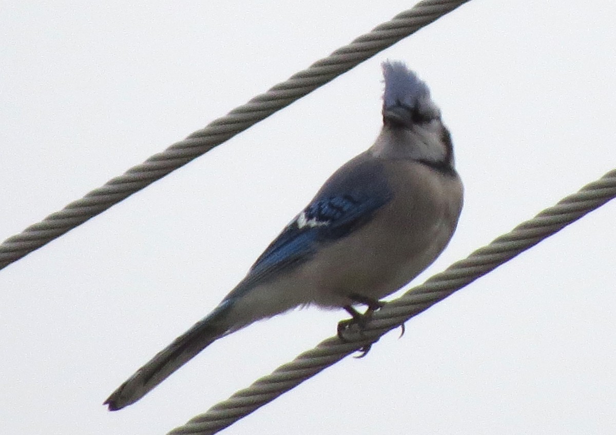 Blue Jay - ML645629786