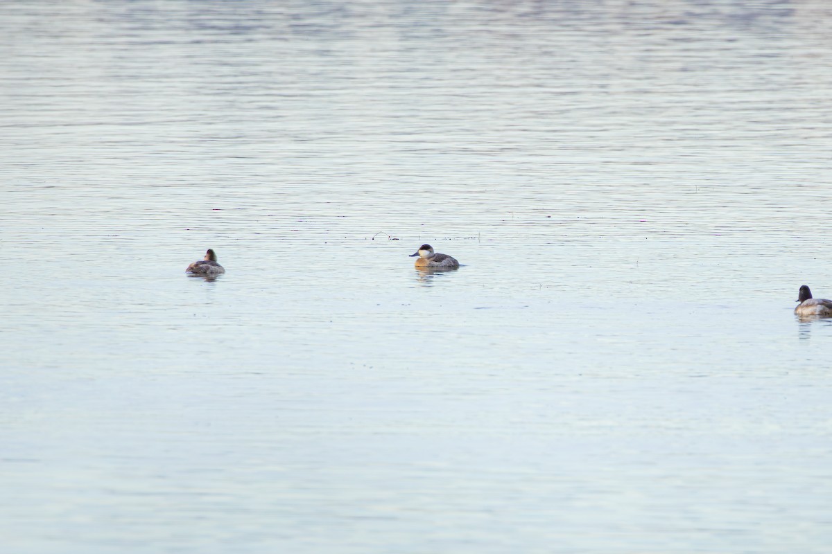 Ruddy Duck - ML645629787