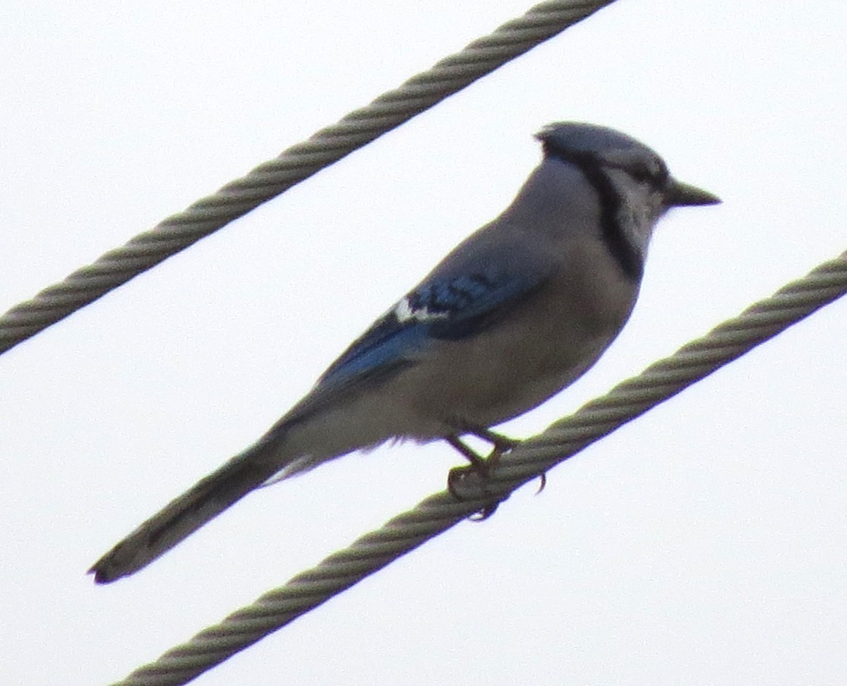 Blue Jay - ML645629789