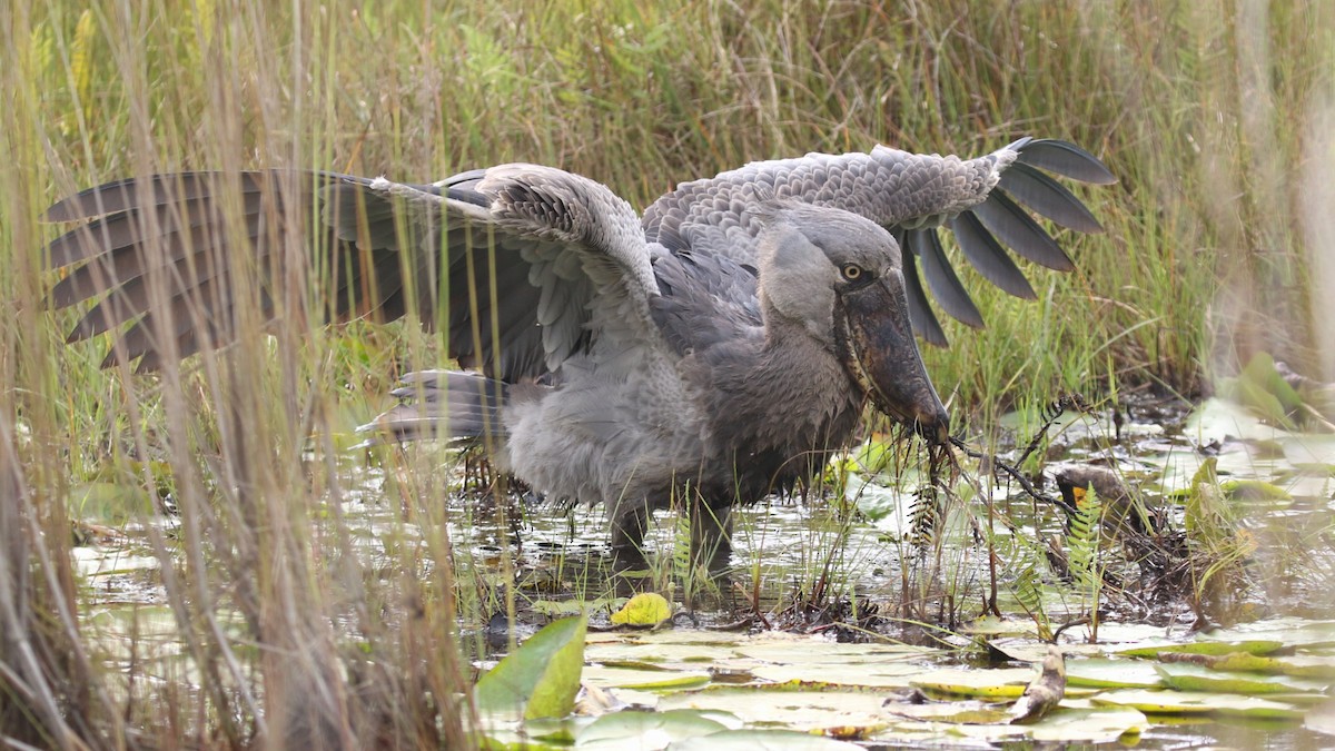 Shoebill - ML645629790