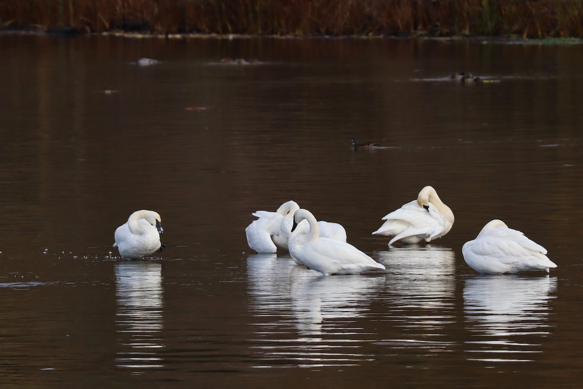 Trumpeter Swan - ML645629796