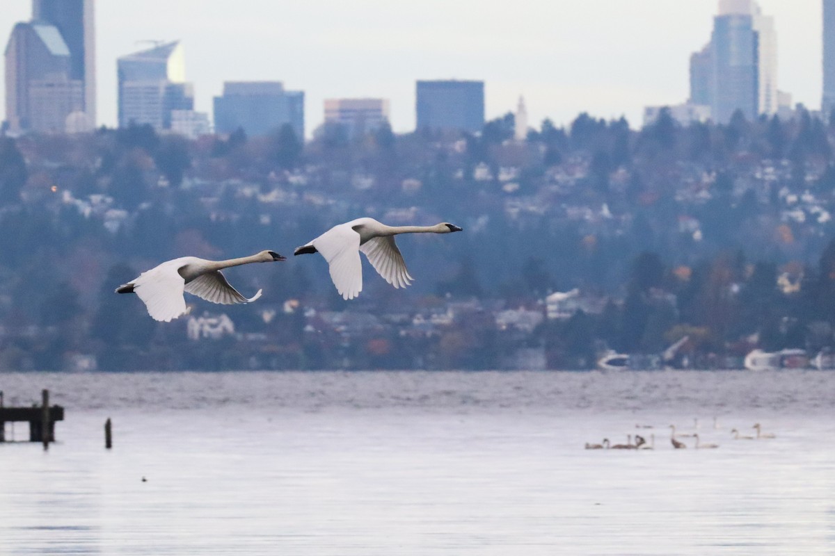 Trumpeter Swan - ML645629797