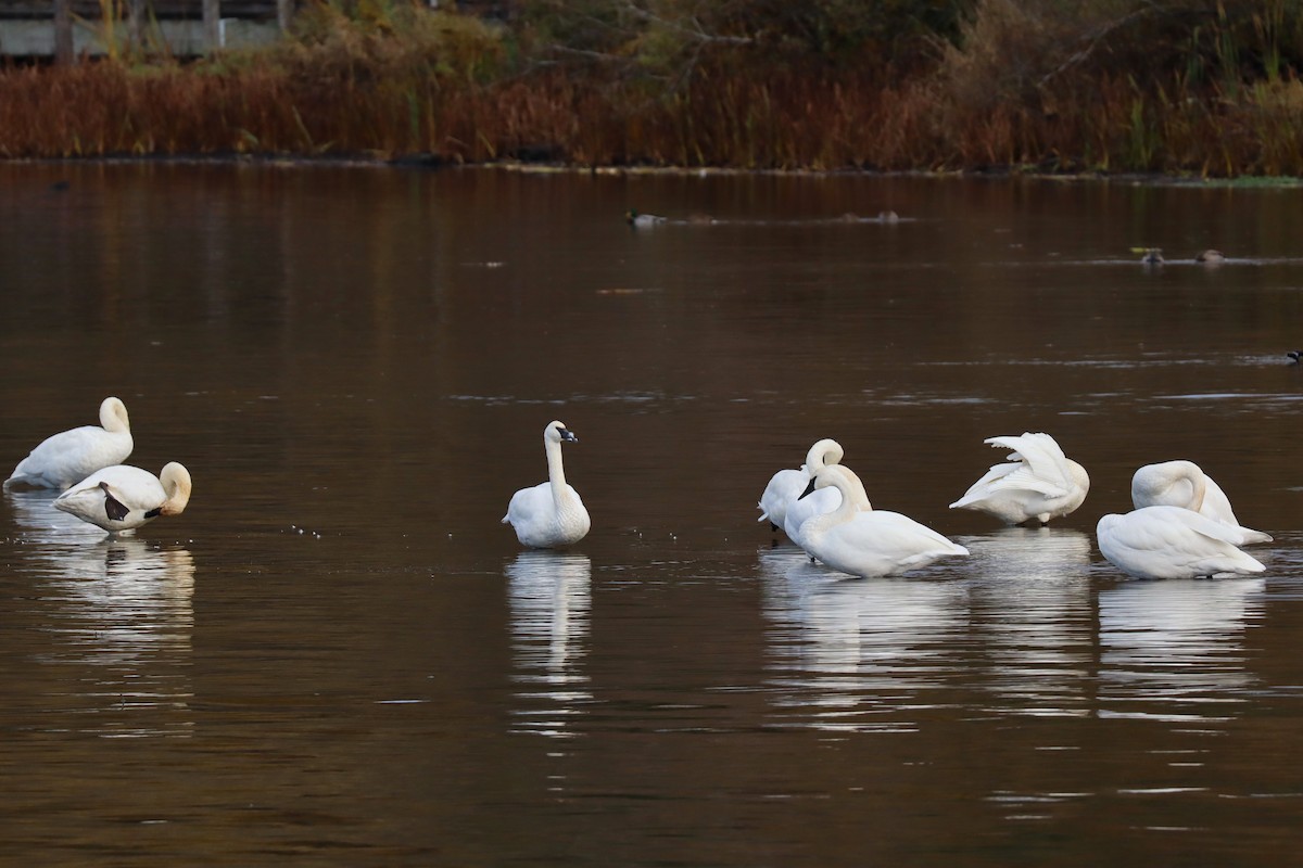 Trumpeter Swan - ML645629798