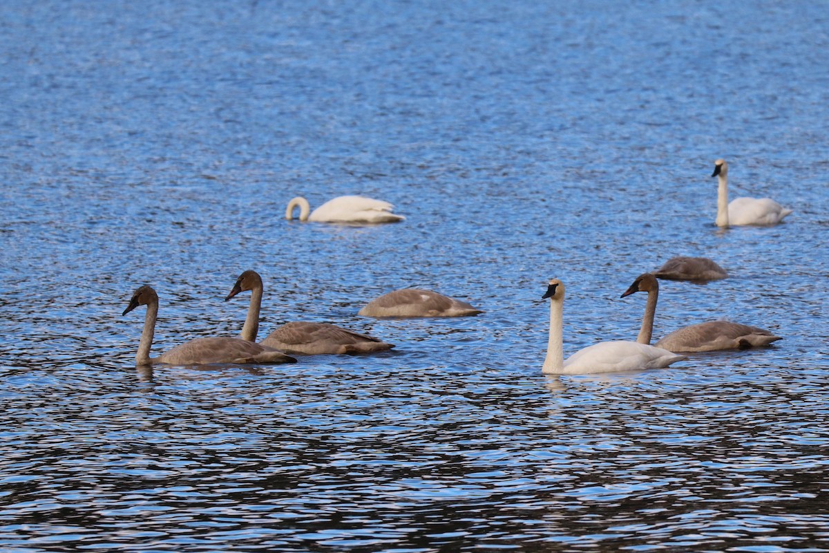 Trumpeter Swan - ML645629799