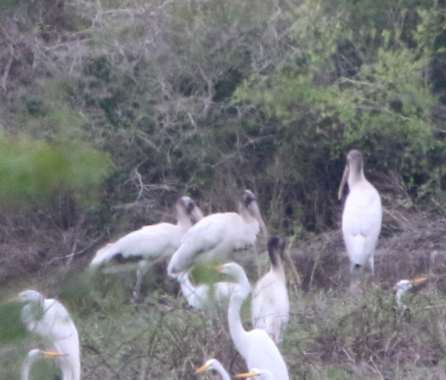 Wood Stork - ML645629803