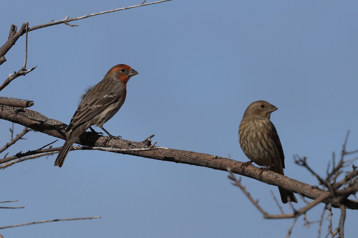 House Finch - ML645629804