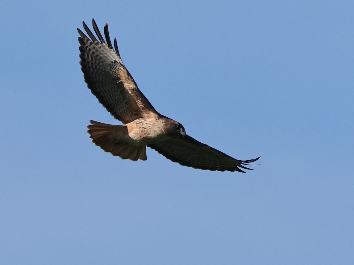 Rotschwanzbussard - ML645629807