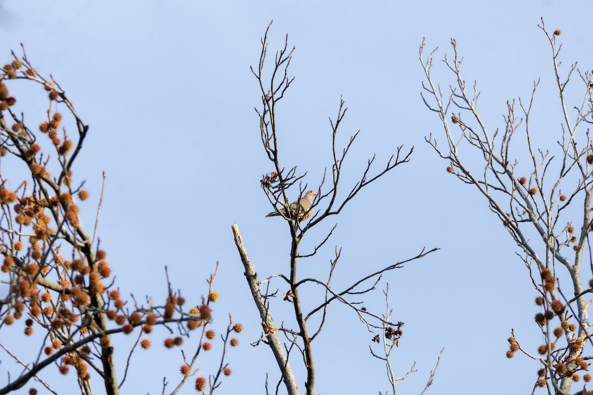 Mourning Dove - ML645629808