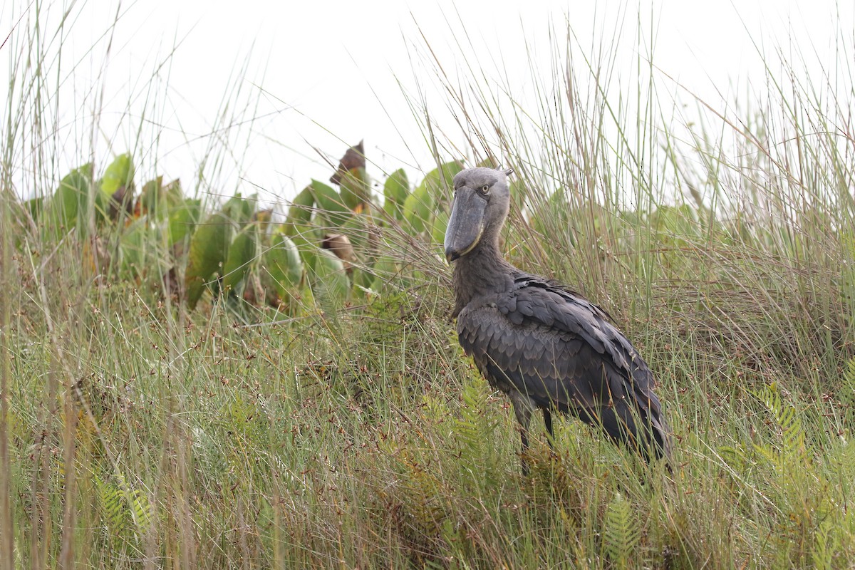 Shoebill - ML645629812