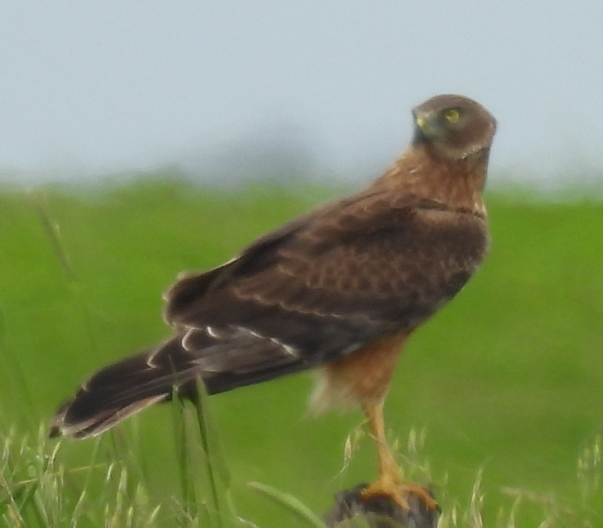 Swamp Harrier - ML645629817