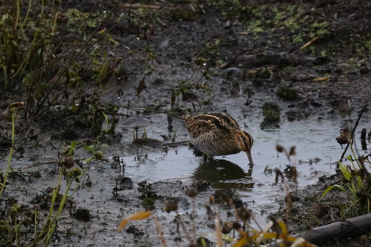 Wilson's Snipe - ML645629818