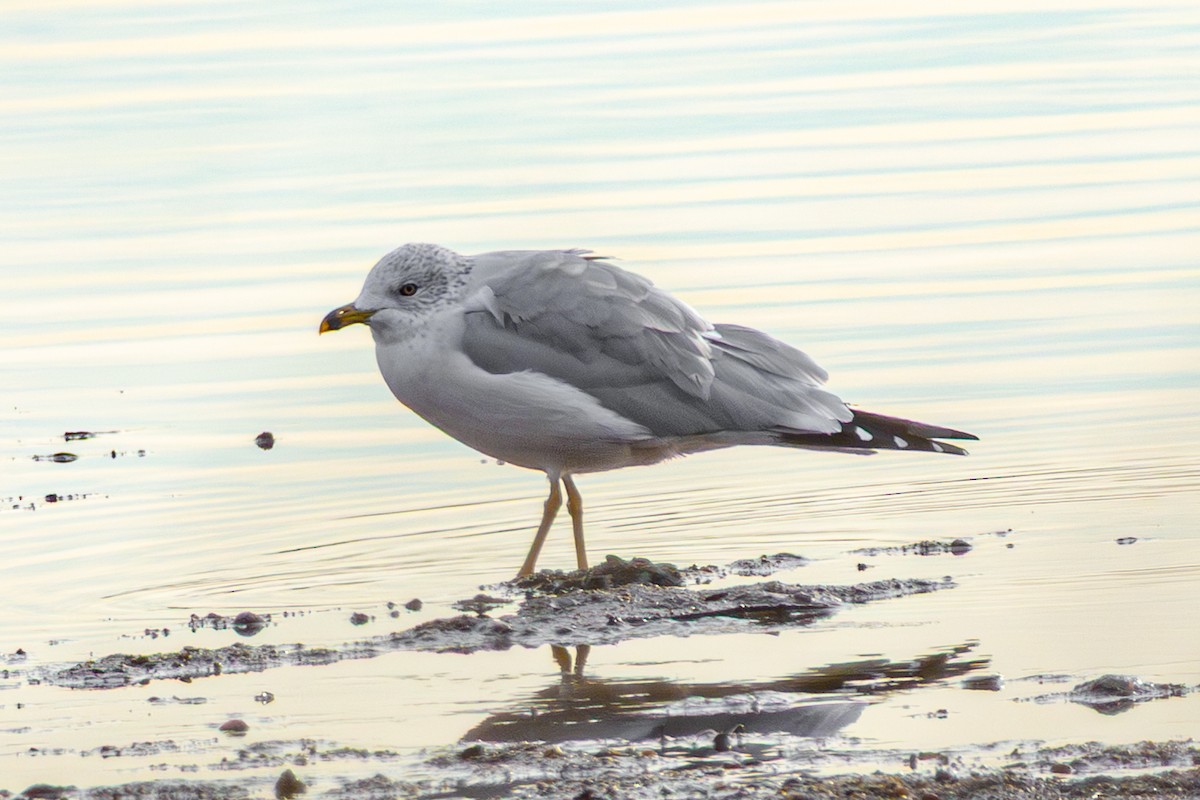 Ring-billed Gull - ML645629819