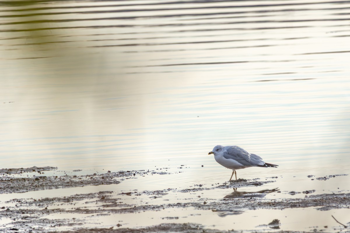 Ring-billed Gull - ML645629820