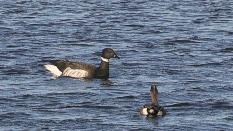 Ringelgans - ML645629829