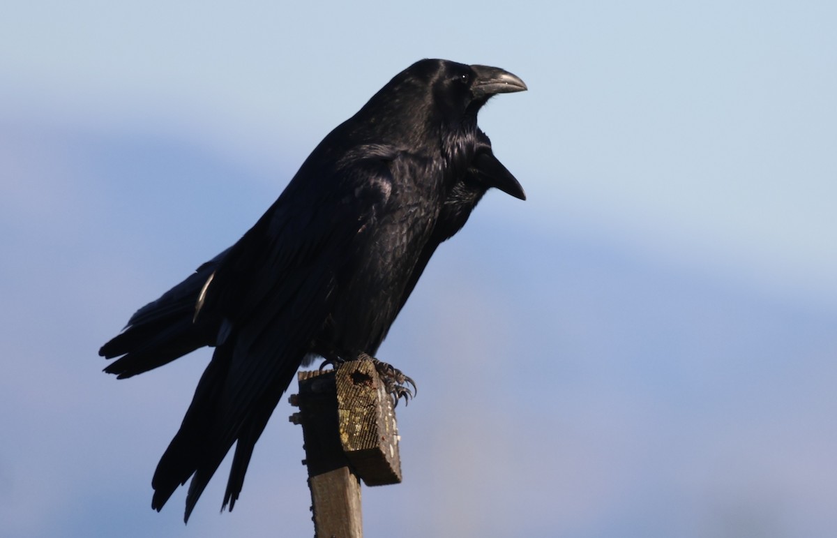 עורב שחור - ML645629834