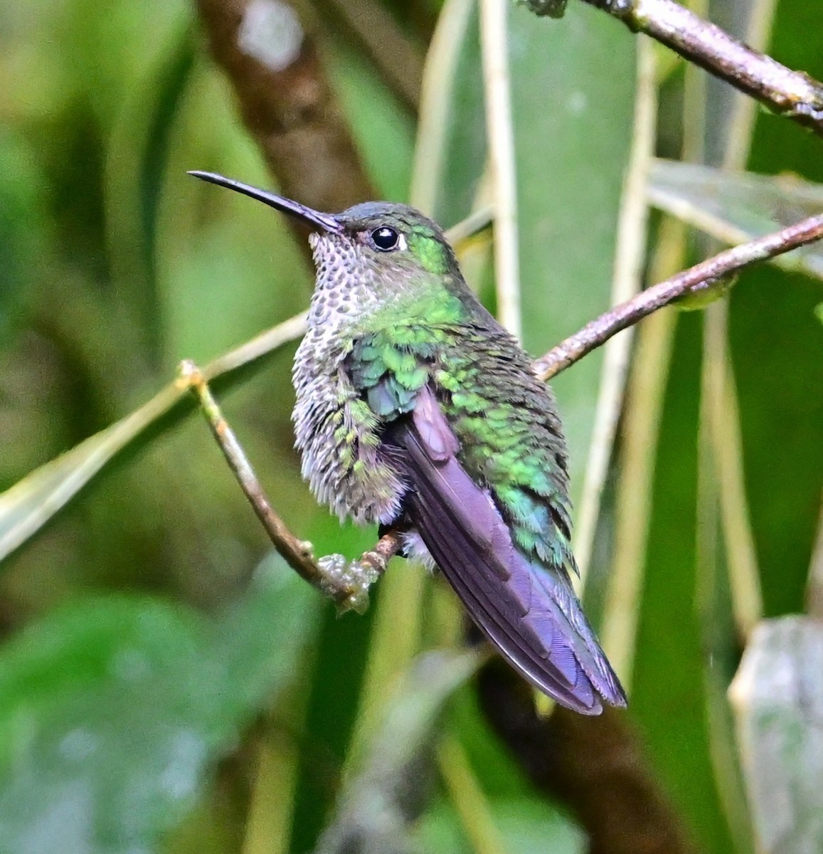 Colibri grivelé - ML645629835