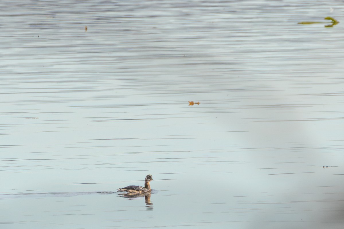 Pied-billed Grebe - ML645629836