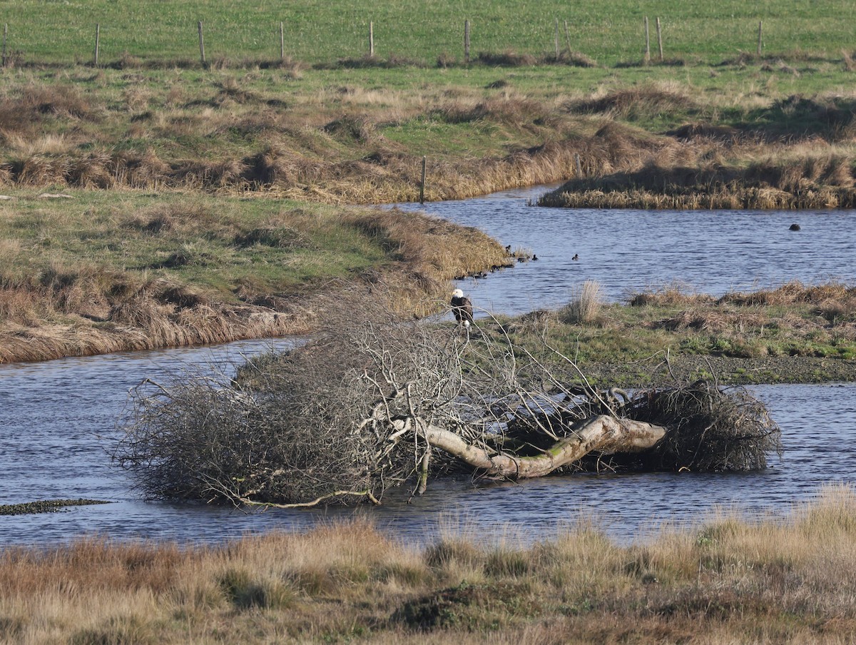 Weißkopf-Seeadler - ML645629844