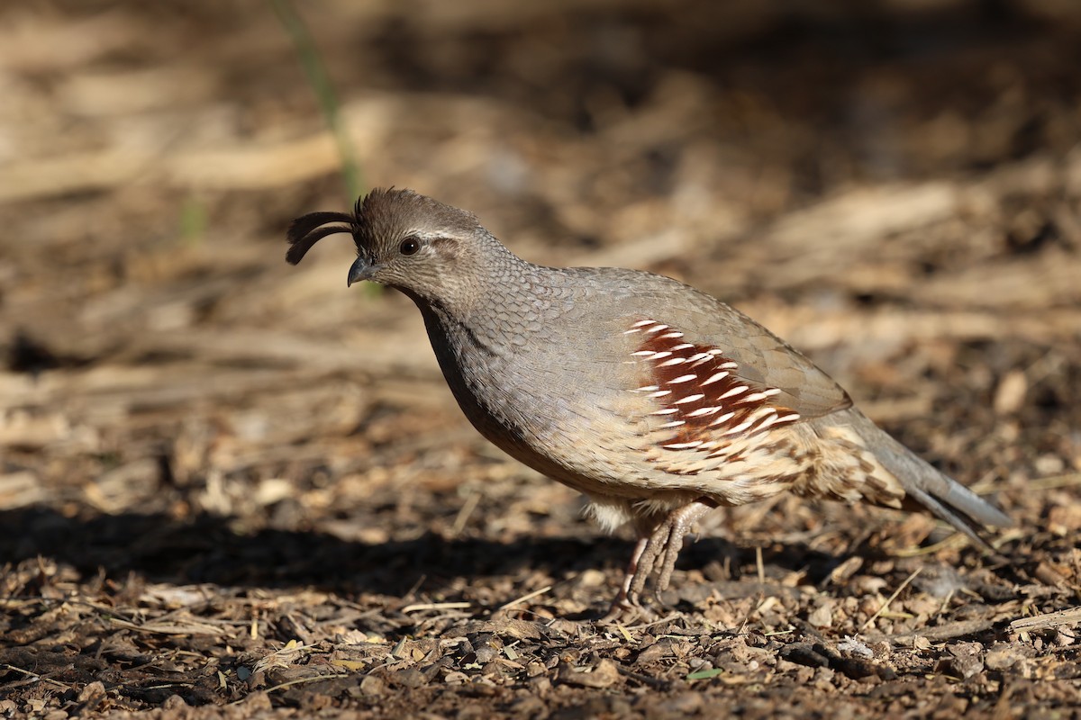 Gambel's Quail - ML645629848