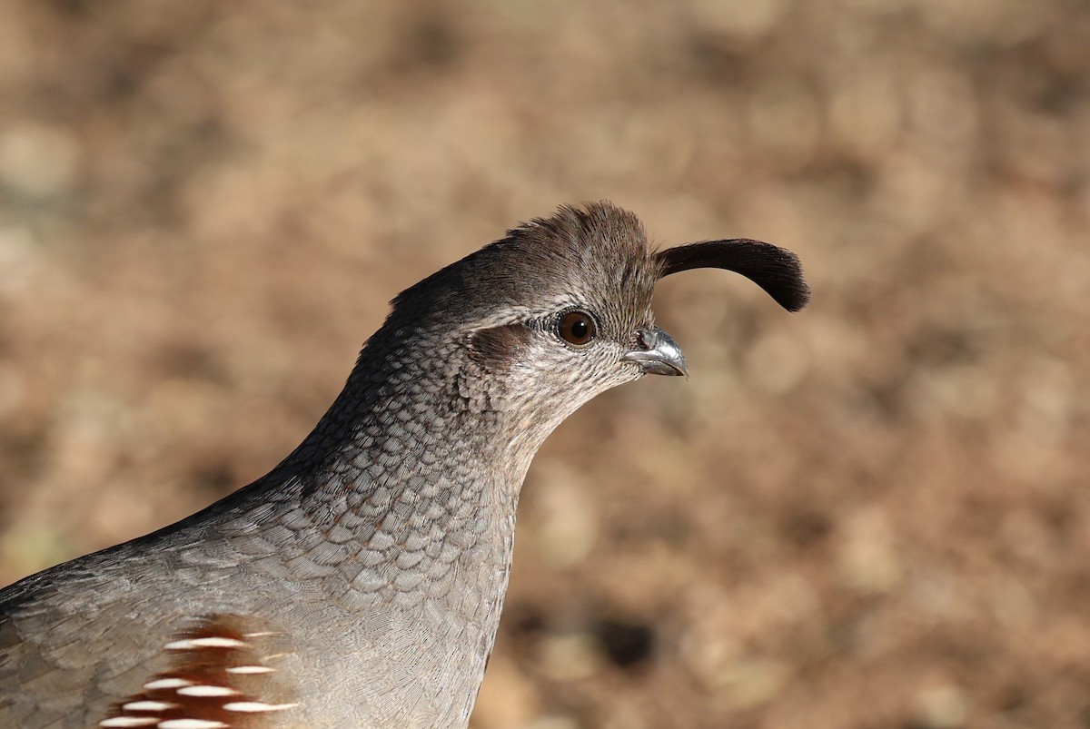 Gambel's Quail - ML645629850