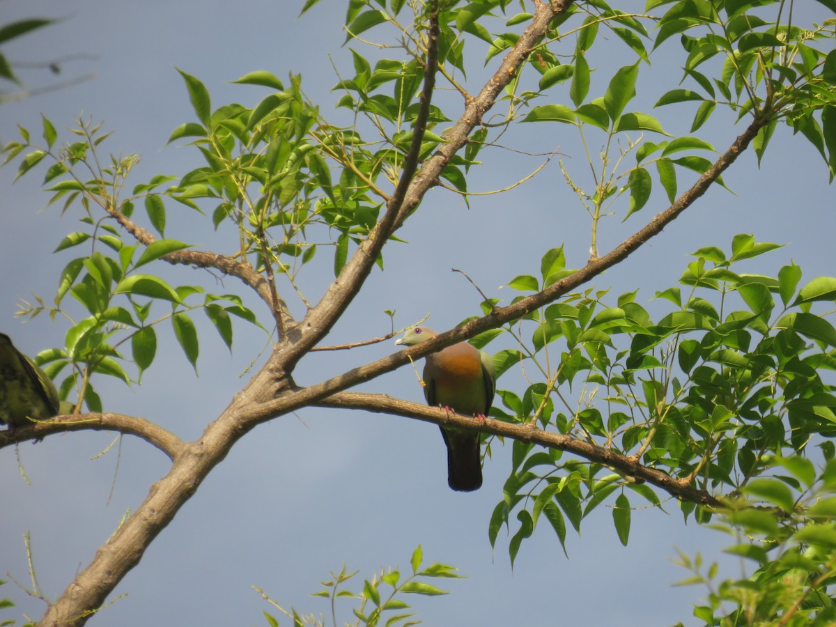 Pink-necked Green-Pigeon - ML645629853