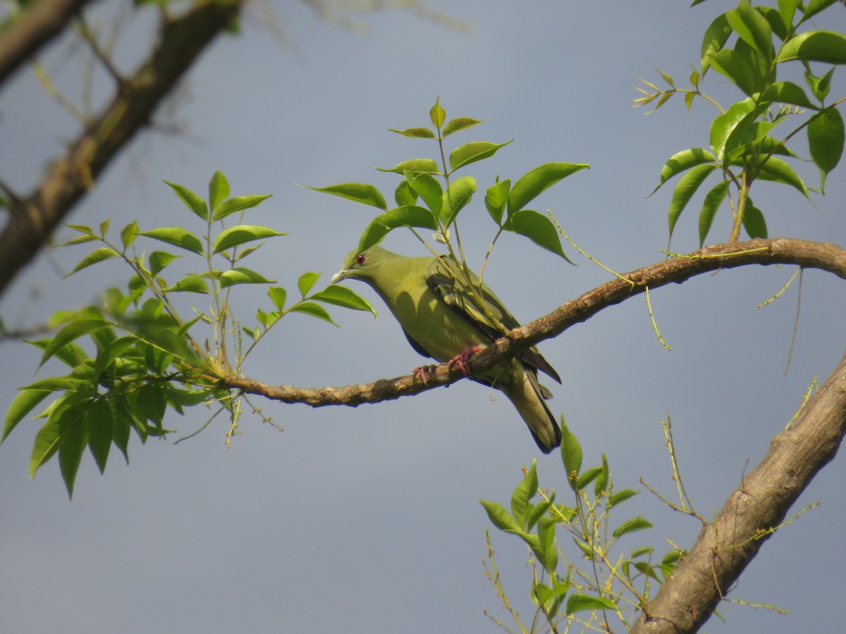 Pink-necked Green-Pigeon - ML645629856