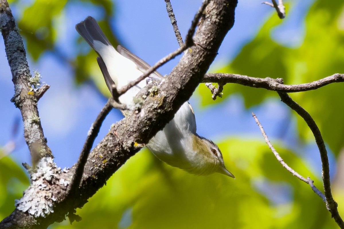 Красноглазый виреон - ML645629857