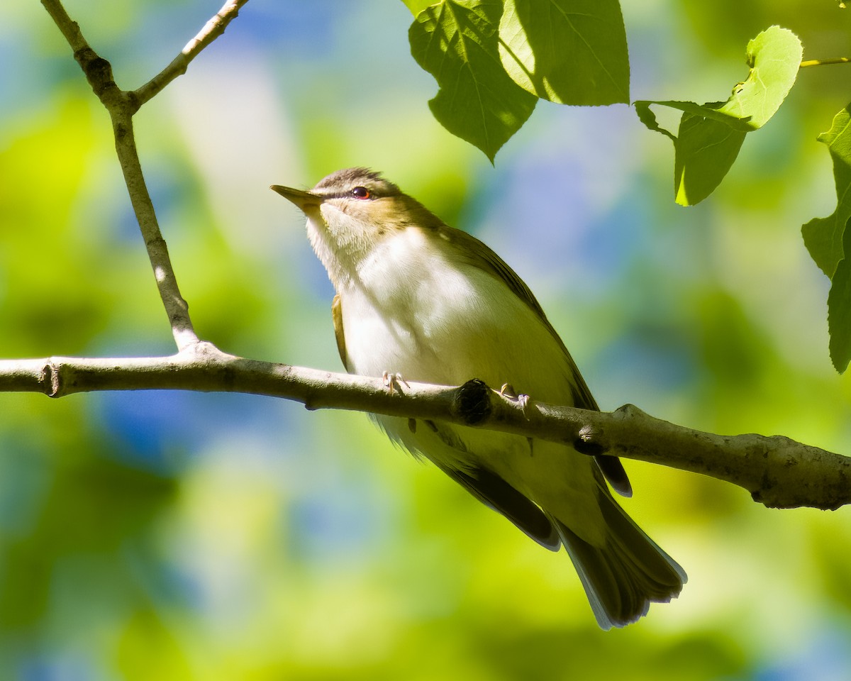 Красноглазый виреон - ML645629858