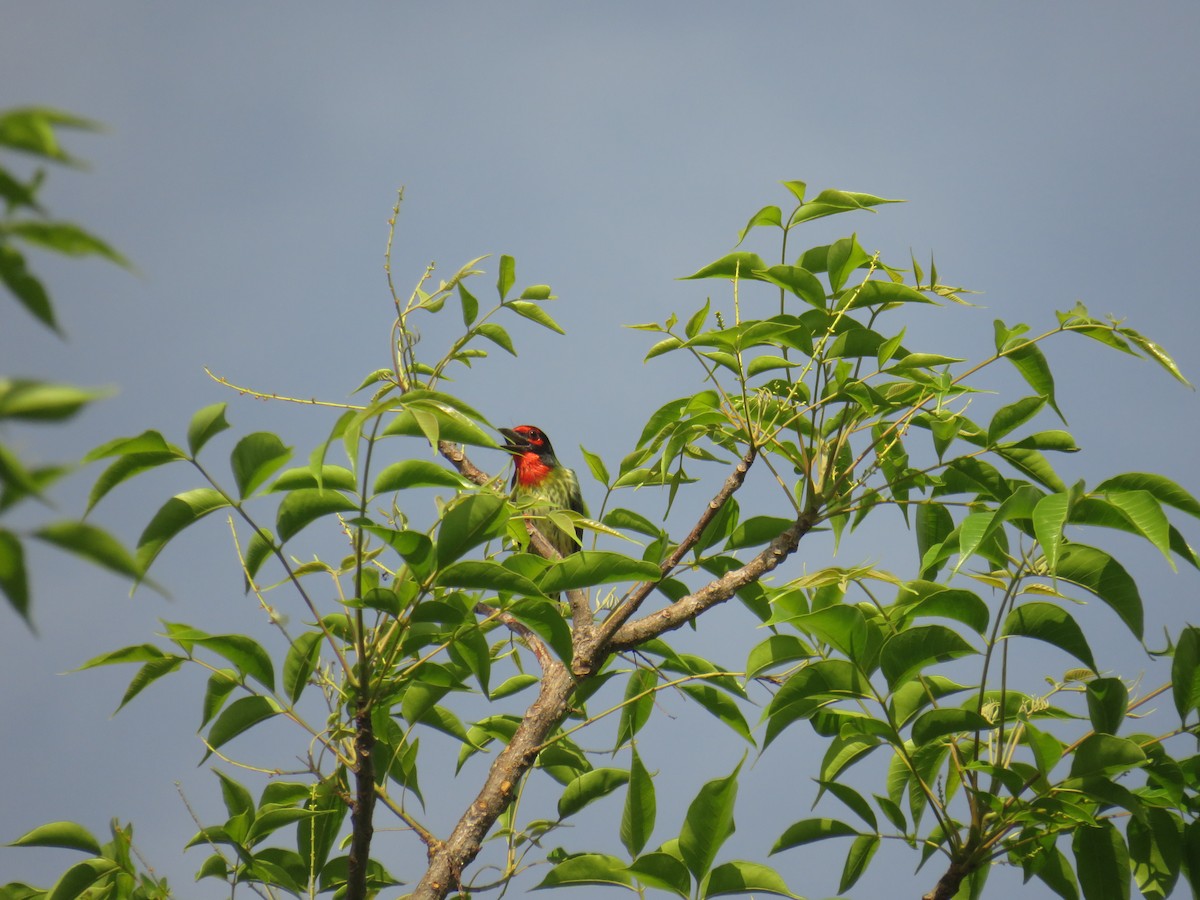 Coppersmith Barbet (Javan Red-faced) - ML645629862