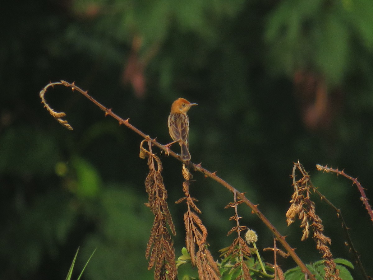 Golden-headed Cisticola - ML645629864
