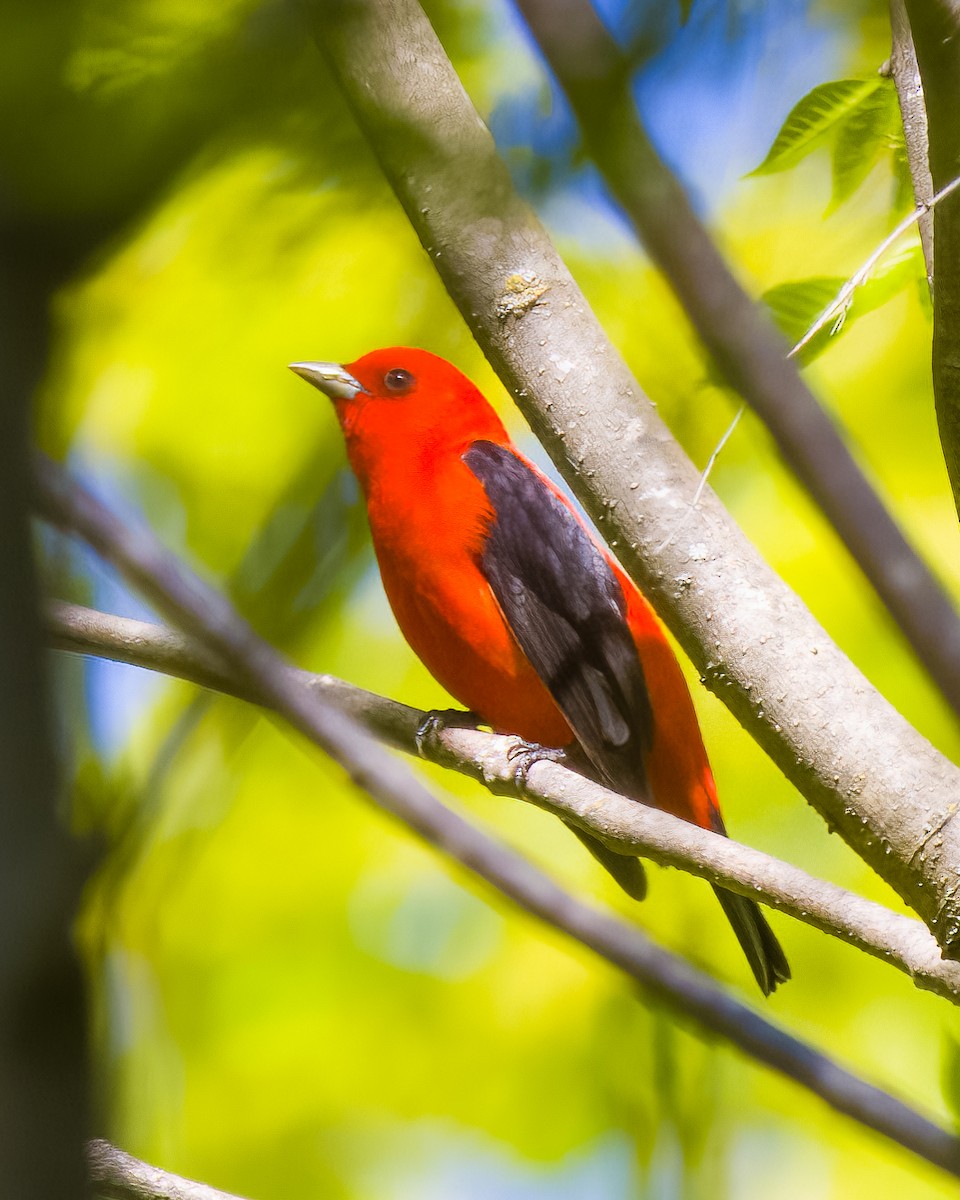 Scarlet Tanager - ML645629867