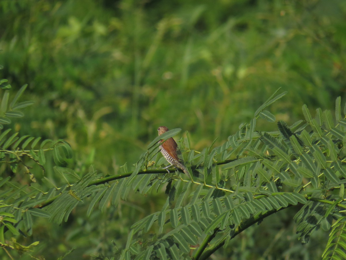 Scaly-breasted Munia (Scaled) - ML645629882