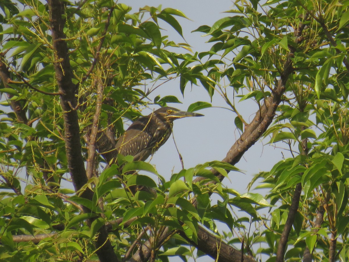 Little Heron - ML645629889