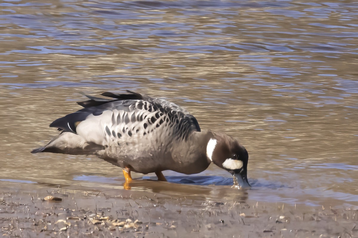 kachna bronzovokřídlá - ML645629890