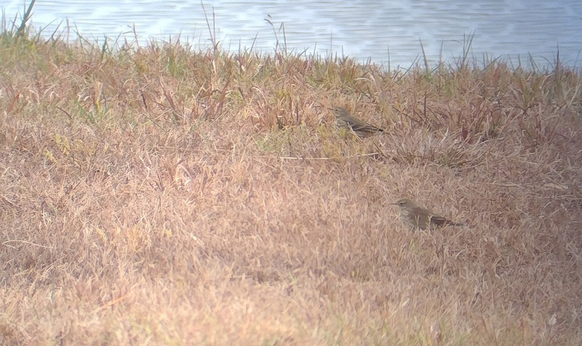 American Pipit - ML645629897