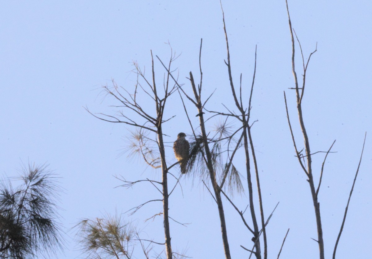 Cooper's Hawk - ML645629905